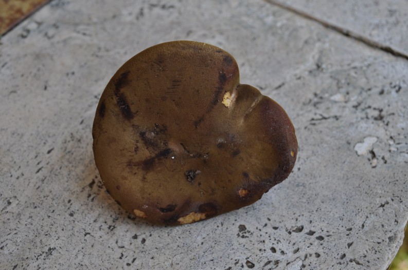 Phylloporus rhodoxanthus -  29.6.2010